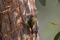 Striated Thornbll pulling bark from thr tree to make his nest- Berringa Sanctuary
