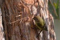 Striated Thornbll pulling bark from thr tree to make his nest- Berringa Sanctuary