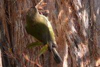 Striated Thornbll pulling bark from thr tree to make his nest- Berringa Sanctuary