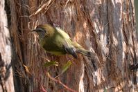 Striated Thornbll pulling bark from thr tree to make his nest- Berringa Sanctuary