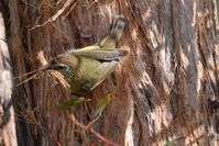 Striated Thornbll pulling bark from thr tree to make his nest- Berringa Sanctuary