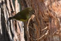 Striated Thornbll pulling bark from thr tree to make his nest- Berringa Sanctuary