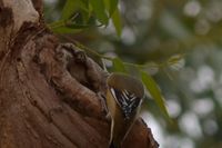 Striated pardalote - Berringa Sanctuary 