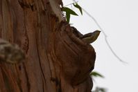 Striated pardalote - Berringa Sanctuary 