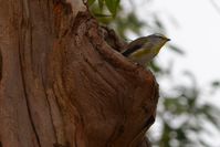 Striated pardalote - Berringa Sanctuary 