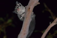 Sugar Glider - Berringa Sanctuary 