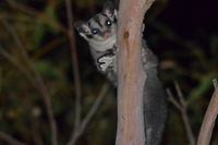 Sugar Glider - Berringa Sanctuary 