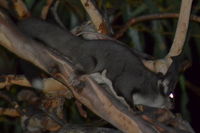 Sugar Glider - Berringa Sanctuary 