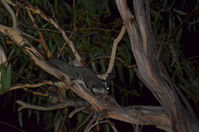 Sugar Glider - Berringa Sanctuary 