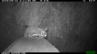 Sugar Glider - Berringa Sanctuary 