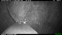 Sugar Glider - Berringa Sanctuary 