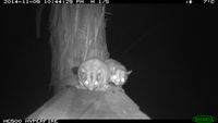 Sugar Glider - Berringa Sanctuary 