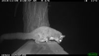 Sugar Glider - Berringa Sanctuary 