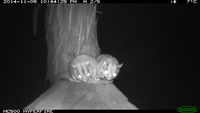 Sugar Glider - Berringa Sanctuary 