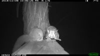 Sugar Glider - Berringa Sanctuary 