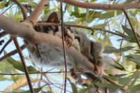 Sugar Glider - Pails for Scales Unique Pets - The Block Berringa