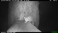 Sugar Glider - Berringa Sanctuary