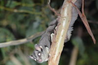 Sugar Glider - Berringa Sanctuary