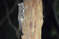 Sugar Glider - Berringa Sanctuary