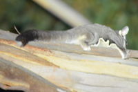 Sugar Glider - Berringa Sanctuary