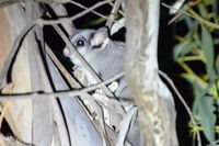 Sugar Glider - Berringa Sanctuary