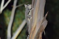 Sugar Glider - Berringa Sanctuary