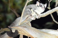 Sugar Glider - Berringa Sanctuary