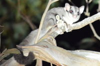 Sugar Glider - Berringa Sanctuary