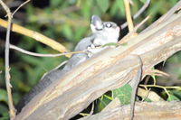 Sugar Glider - Berringa Sanctuary