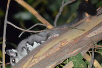 Sugar Glider - Berringa Sanctuary