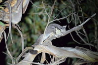 Sugar Glider - Berringa Sanctuary