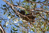 Sugar Glider - Berringa Sanctuary