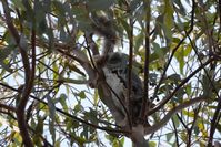 Sugar Glider - Berringa Sanctuary