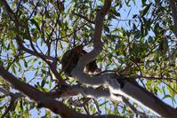 Sugar Glider - Berringa Sanctuary