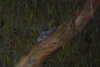 Sugar Glider - Berringa Sanctuary