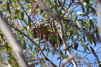 Sugar Glider Doing something different coming out during the day - Berringa Sanctuary