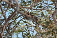 Sugar Glider Doing something different coming out during the day - Berringa Sanctuary