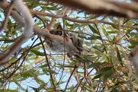 Sugar Glider Doing something different coming out during the day - Berringa Sanctuary