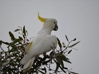 Sulphur Crested Cockatoo -  The Block Berringa