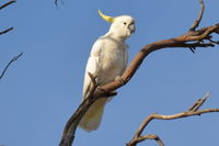 Sulphur Crested Cockatoo - Berringa Sanctuary 