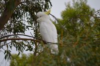 Sulphur Crested Cockatoo - Pails for Scales Unique Pets