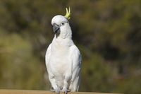 Sulphur Crested Cockatoo - Pails for Scales Unique Pets