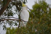 Sulphur Crested Cockatoo - Pails for Scales Unique Pets