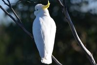 Sulphur- Crested Cockatoo- Berringa Sanctuary