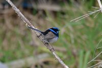 Superb Fairy Wren - Berringa Sanctuary 