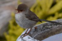 Superb Fairy Wren Female The Block Berringa