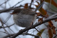 Superb Fairy Wren female - Berringa Sanctuary 