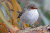 Superb Fairy Wren female - Berringa Sanctuary 