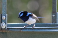 Superb Fairywren male The Block Berringa