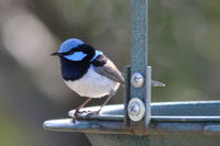 Superb Fairywren male The Block Berringa